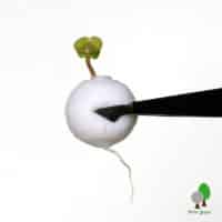 inexpensive seed starter idea